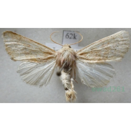 Luperina rubella (Duponchel, 1835) France62k